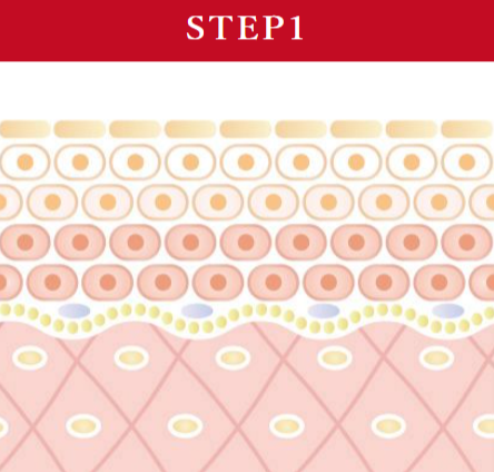 陶肌トリートメント・人の肌断面は大きく分けると表皮・真皮・皮下組織の３層に分けられます。植物幹細胞成分は活性成分の角質層まで浸透を促進させます